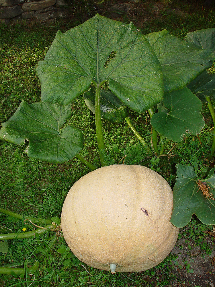 cucurbita maxima