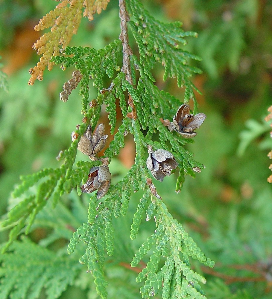 Thuja Occidentalis northern White cedar Go Botany Thuja Occidentalis northern White cedar Go Botany