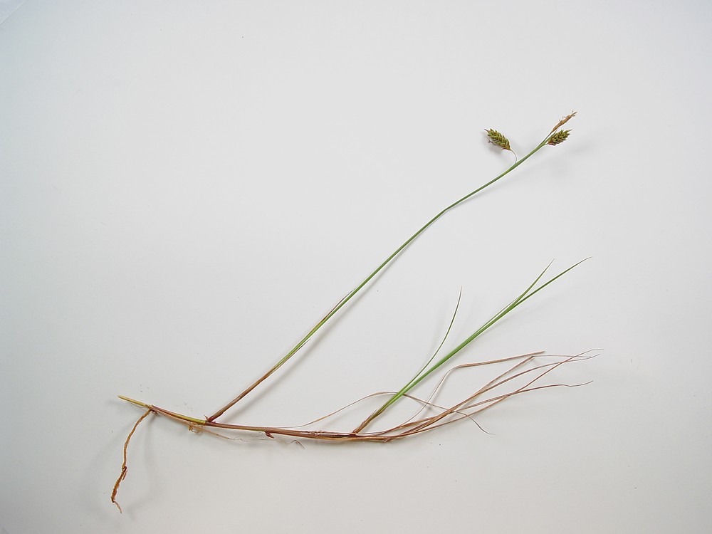 Carex Limosa mud Sedge Go Botany Carex Limosa mud Sedge Go Botany