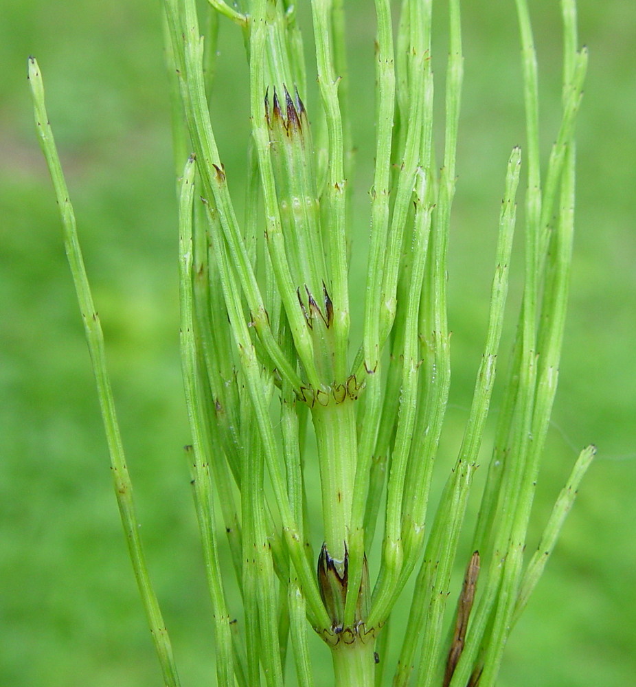 equisetum arvense