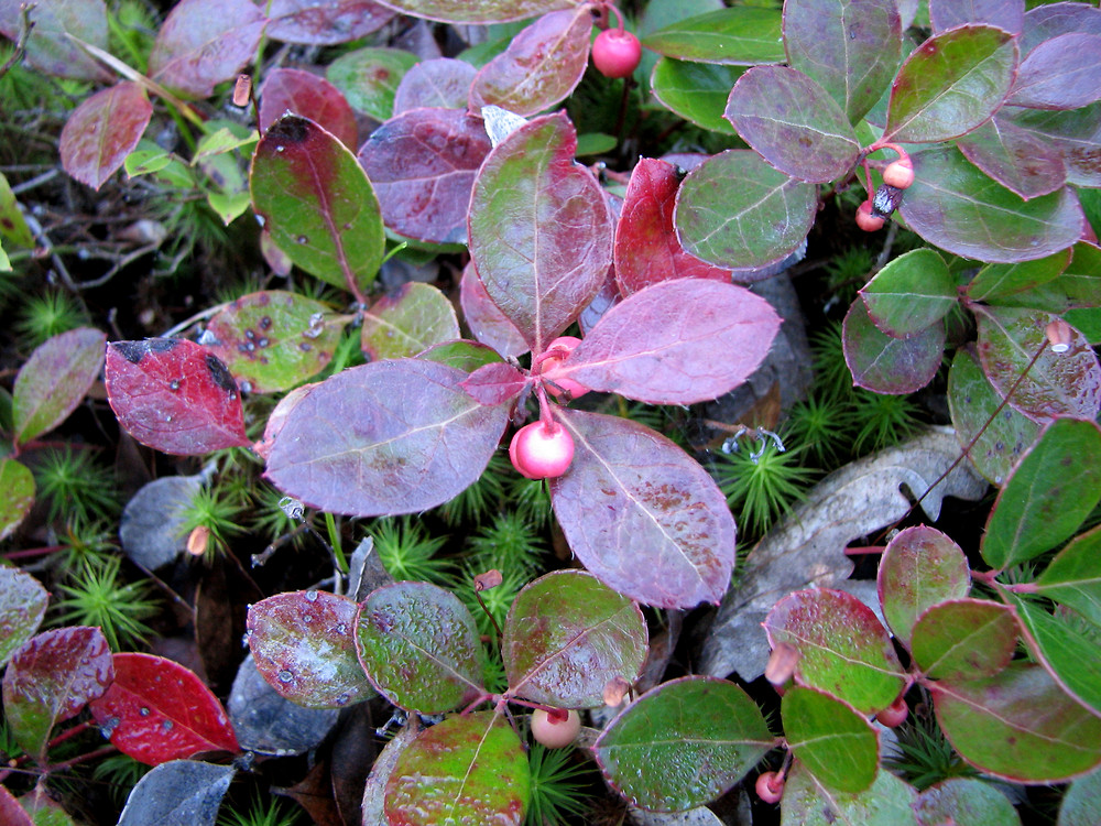 Wintergreen Leaf Herb Tea – Gaultheria Procumbens, Herbal Remedy, Loose Leaf, 2 Oz By Tea Haven