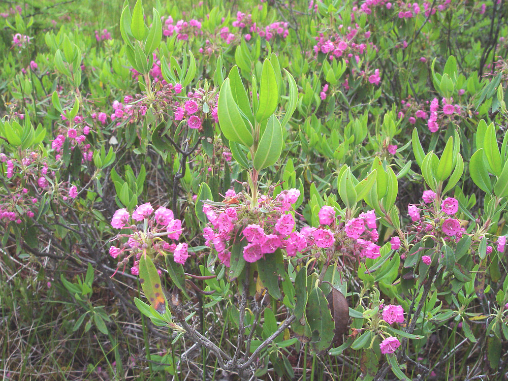 kalmia angustifolia ha dcameron