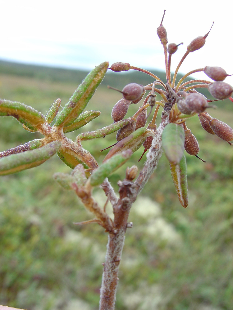 what eats bog labrador tea