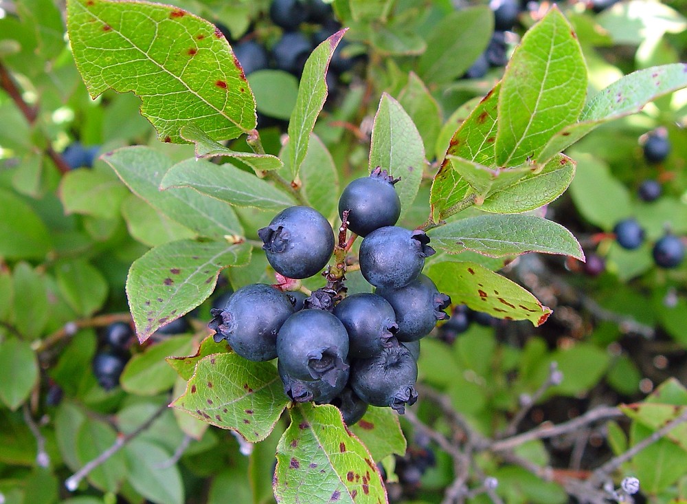 wild blueberry plant identification