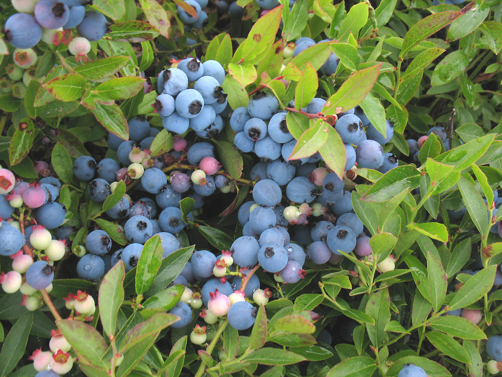 wild blueberry plant identification