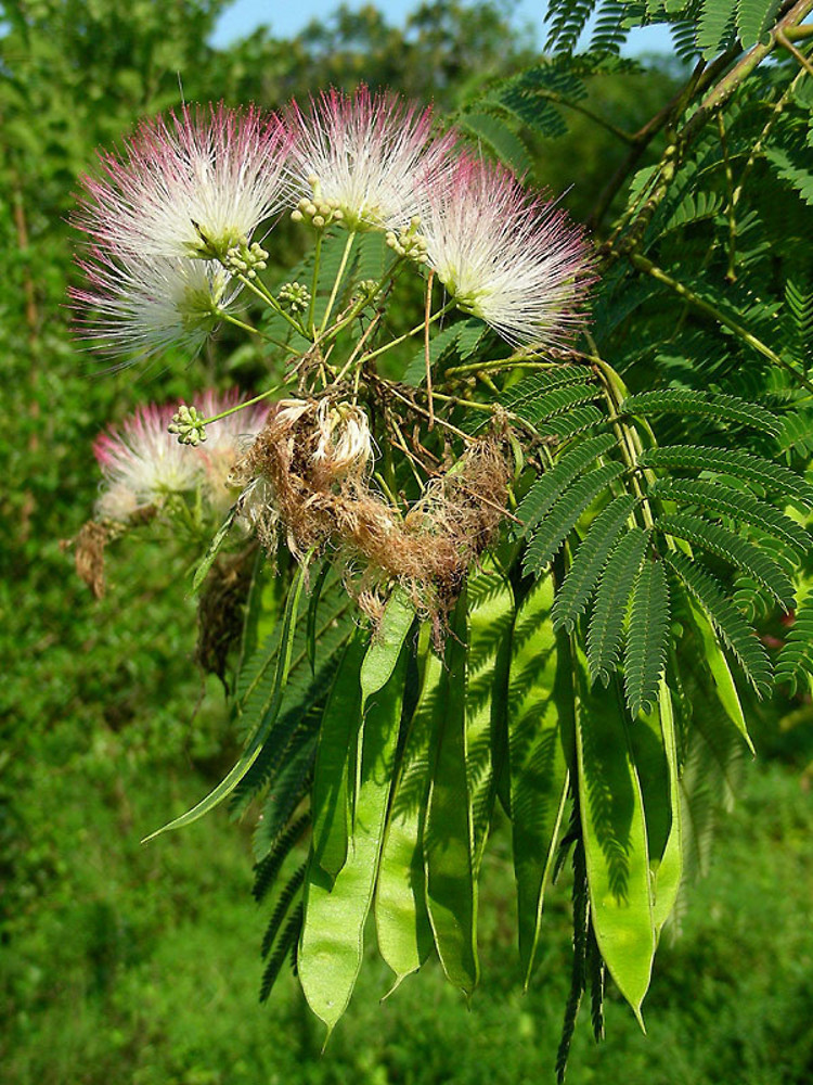 thumbnail image 2 of 10 Mimosa Albizia Julibrissin Seeds - Exotic Persian Silk Flower Bonsai - F11 2 of 6