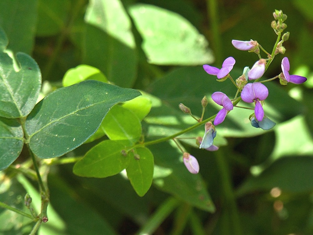 Desmodium canescens (hoary tick-trefoil): Go Botany