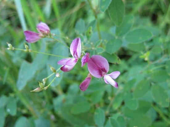 Lespedeza frutescens (violet bush-clover): Go Botany