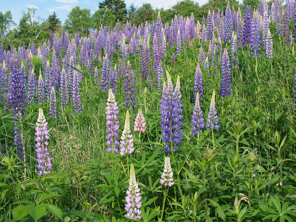 lupinus polyphyllus