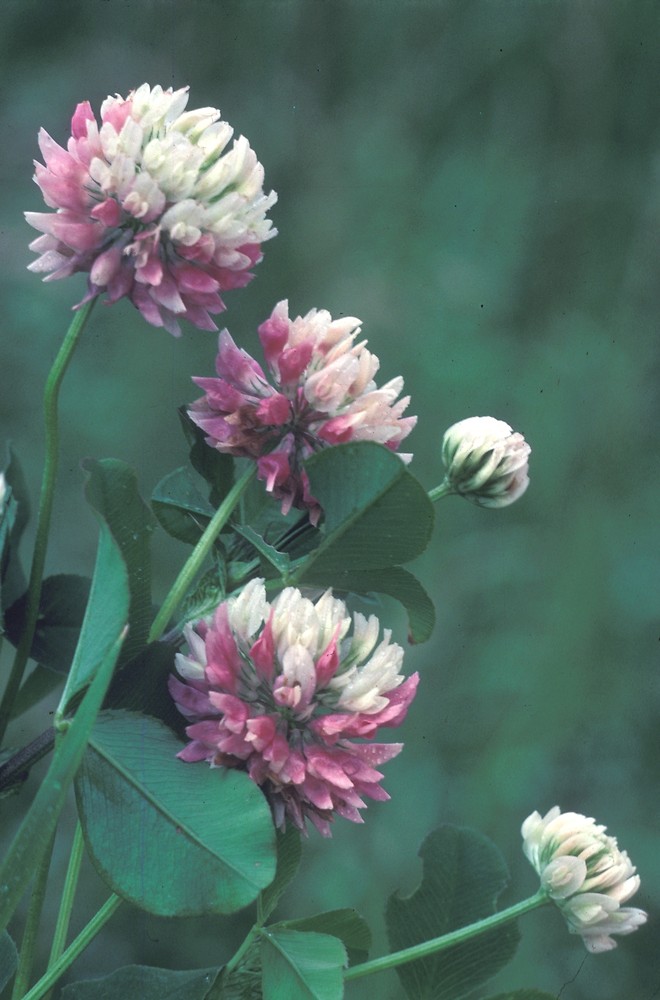 Clover native to north deals america