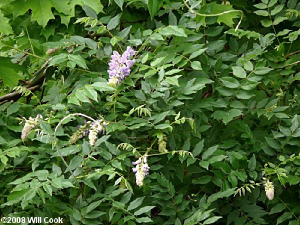 Japanese wisteria 'Royal Purple' (Wisteria floribunda 'Royal Purple')  Flower, Leaf, Care, Uses - PictureThis