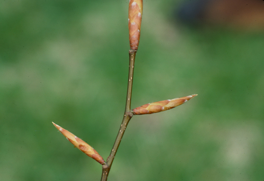 Fagus Grandifolia American Beech Go Botany