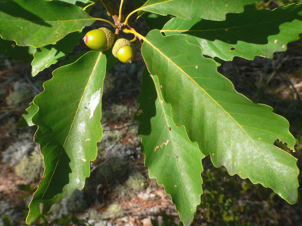 Quercus montana (mountain chestnut oak): Go Botany