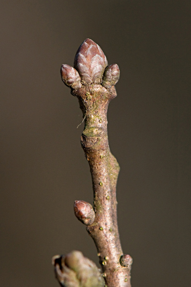 Quercus Rubra Twig