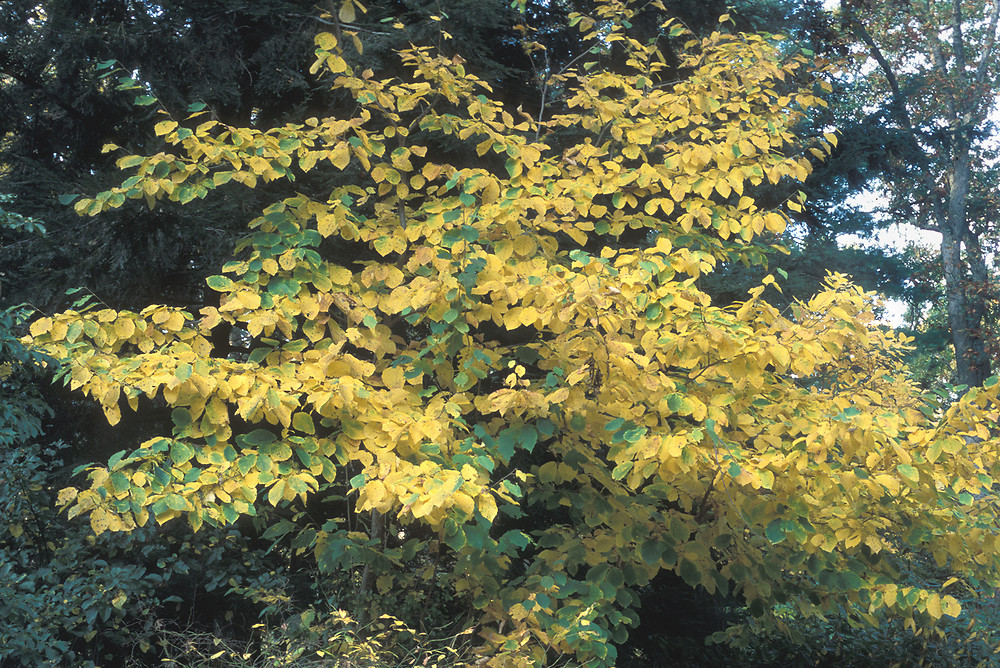 Hamamelis virginiana L., Plants of the World Online