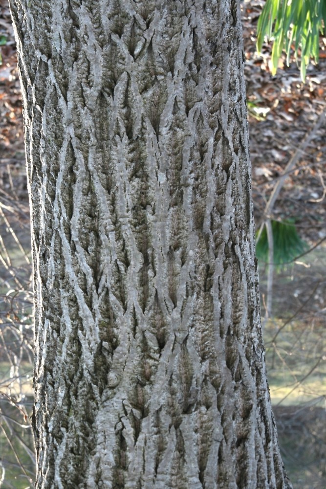 thumbnail interactive-video image 1 of 10 Butternut Tree Seeds (Juglans Cinerea) Aka White Walnut Seeds Edible 1 of 9