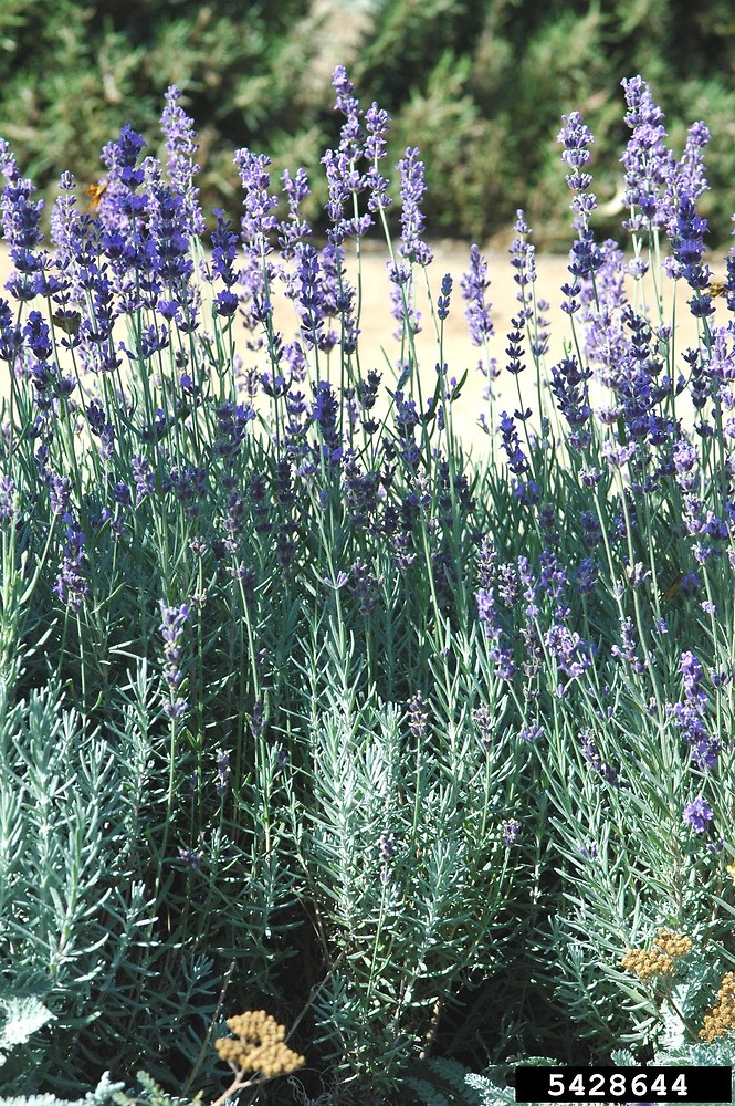 Lavandula Angustifolia Plant
