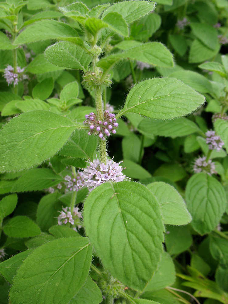 mentha arvensis