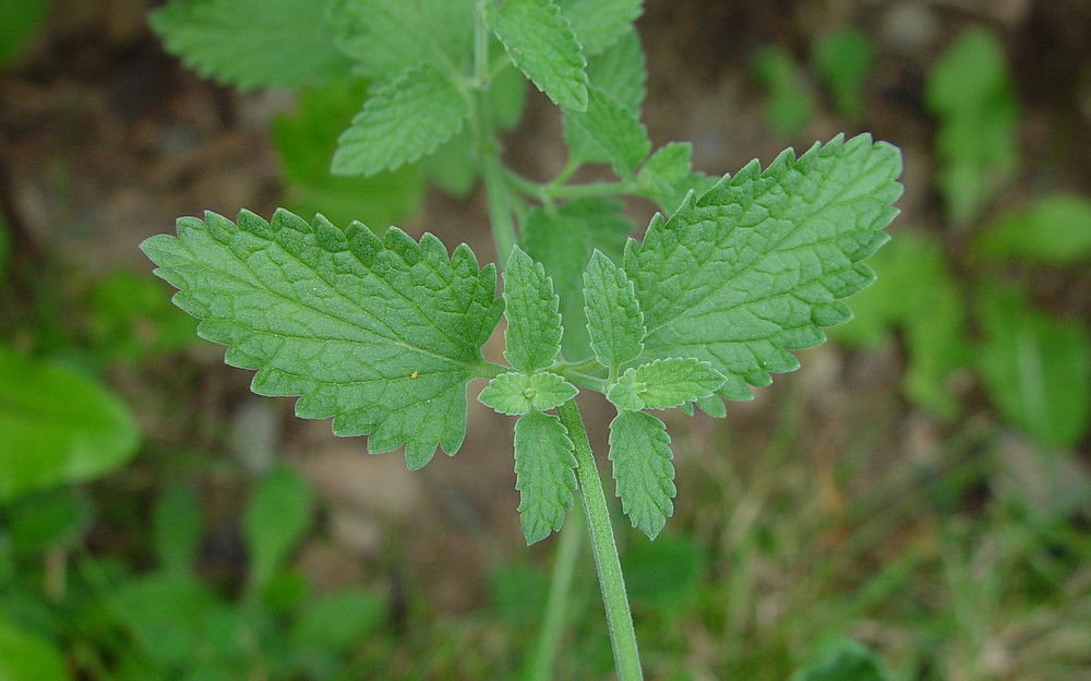 A Haitian Treasure: Fey Lang Chat (Catnip)  Catnip plant, Medicinal  plants, Planting herbs