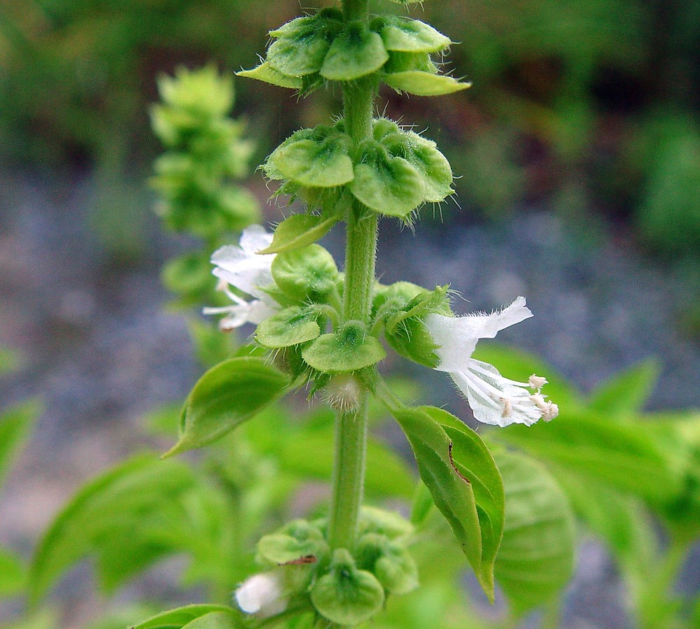 Ocimum basilicum sweet basil Go Botany