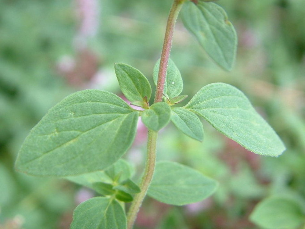 marjoram leaves