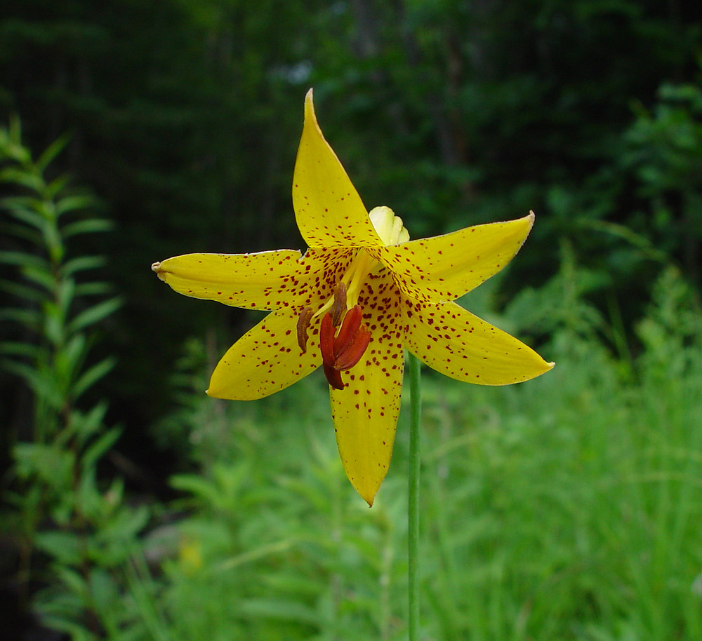 Lilium canadense (Canada lily): Go Botany