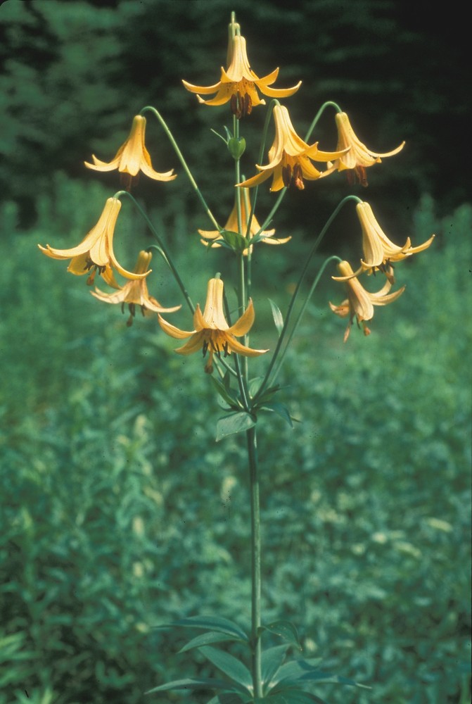 Lilium canadense (Canada lily): Go Botany