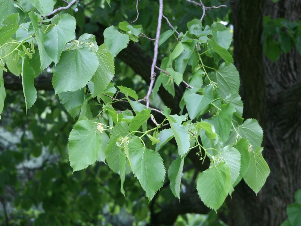 american linden tree leaves