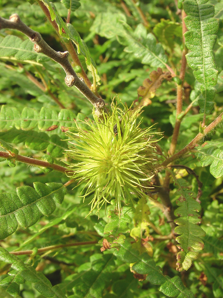 Simple Key For Plant Identification Go Botany