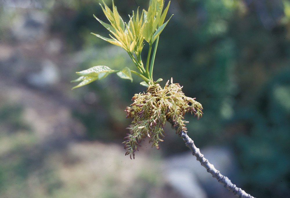 Fraxinus Americana Flower