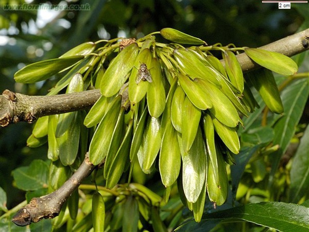 fraxinus ornus fruit