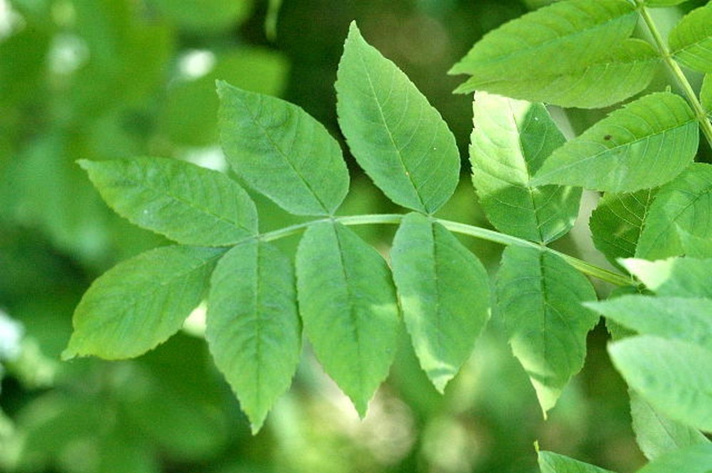 Fraxinus Excelsior Leaf