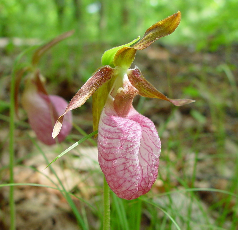 Smoky Mountains Wildflower Pink Ladys Slipper Stock Photo - Download Image  Now - iStock