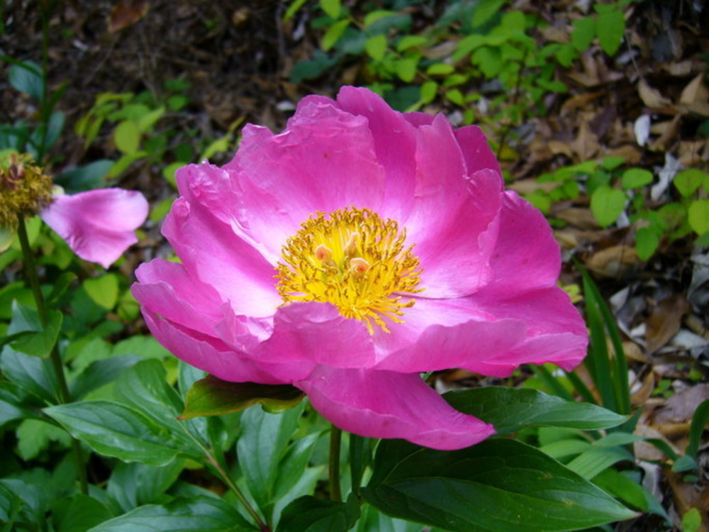 Paeonia lactiflora (Chinese peony): Go Botany