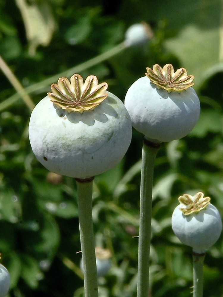 opium poppies identification