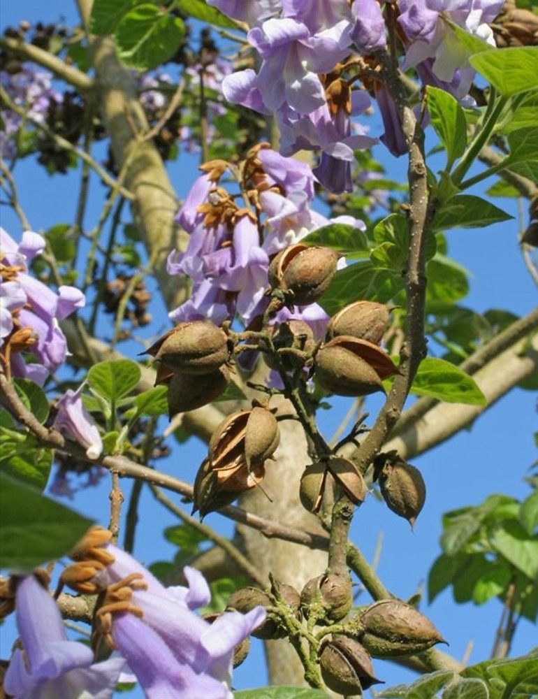 Paulownia Tomentosa