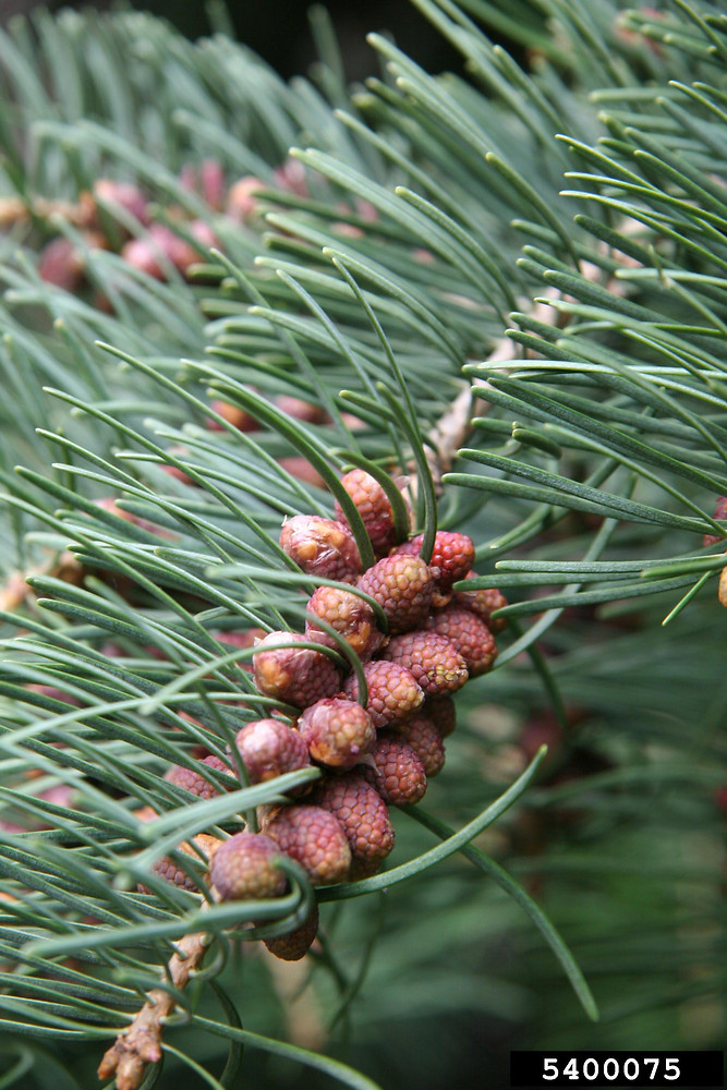 Abies Concolor Needles