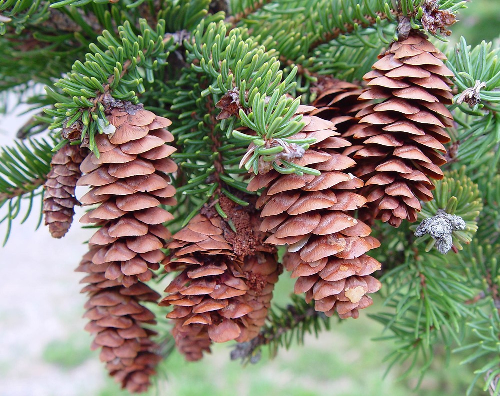 Picea glauca (white spruce): Go Botany