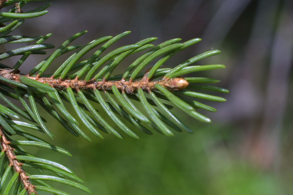 Ель красная. Picea Rubens. Ель красная Rubens. Picea Rubens Pocono. Ель красная Picea Rubens Nova Scotia Canada.