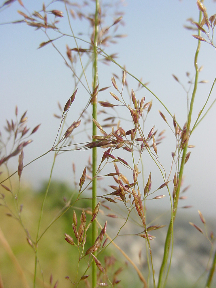 Agrostis on sale