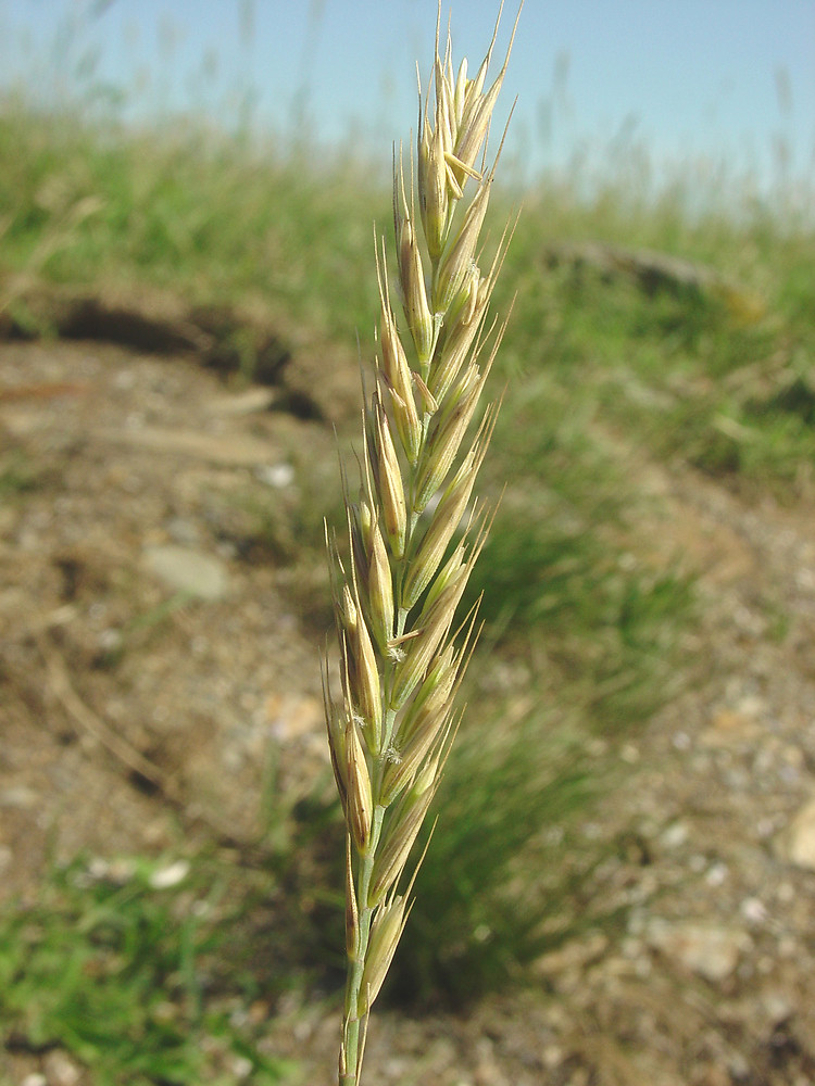 Elymus Repens creeping Wild rye Go Botany Elymus Repens creeping Wild rye Go Botany