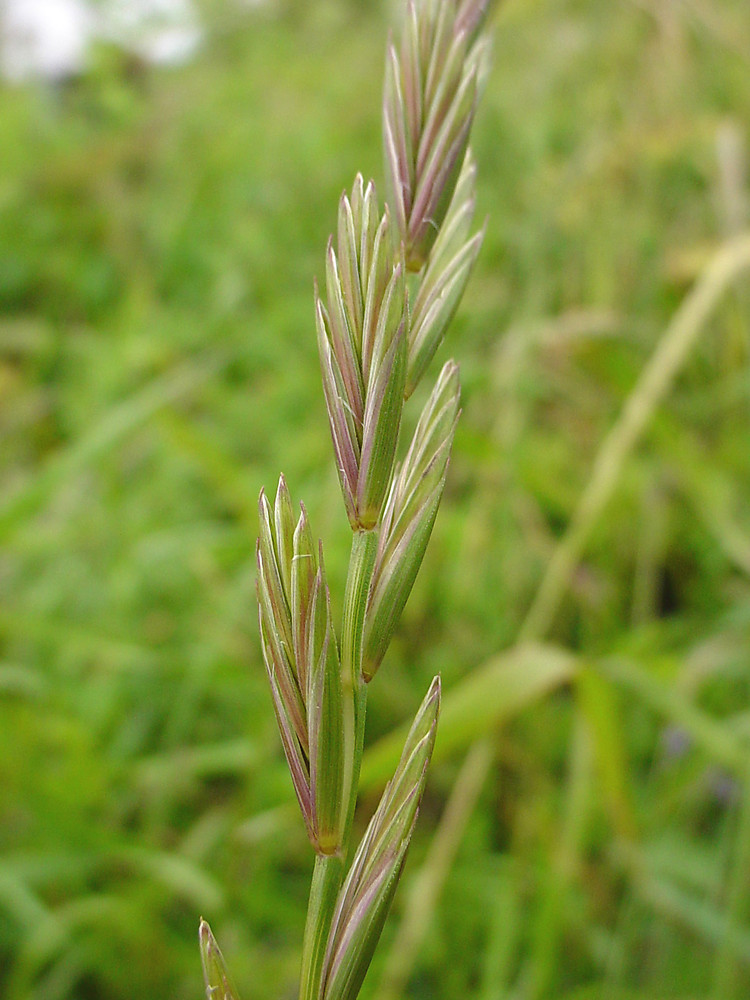 Elymus Repens creeping Wild rye Go Botany Elymus Repens creeping Wild rye Go Botany