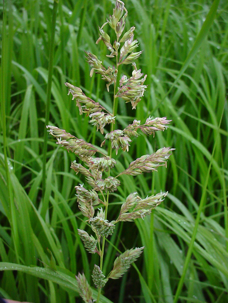 Phalaris Arundinacea Reed Canary Grass Phalaris Arundinacea Reed Canary Grass