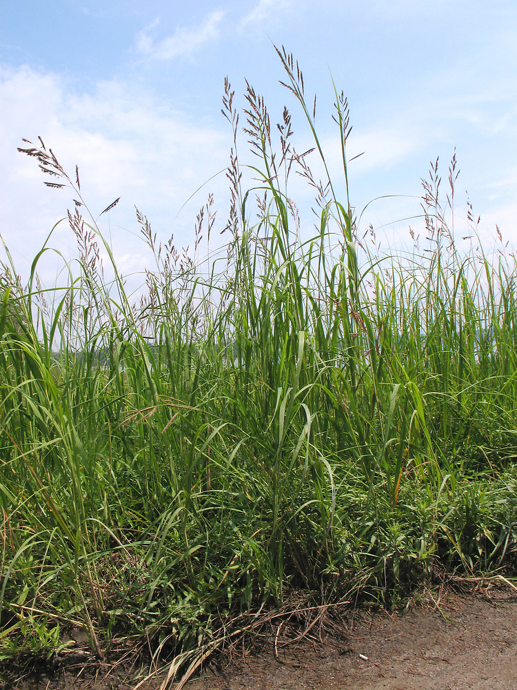 spartina pectinata prairie cordgrass