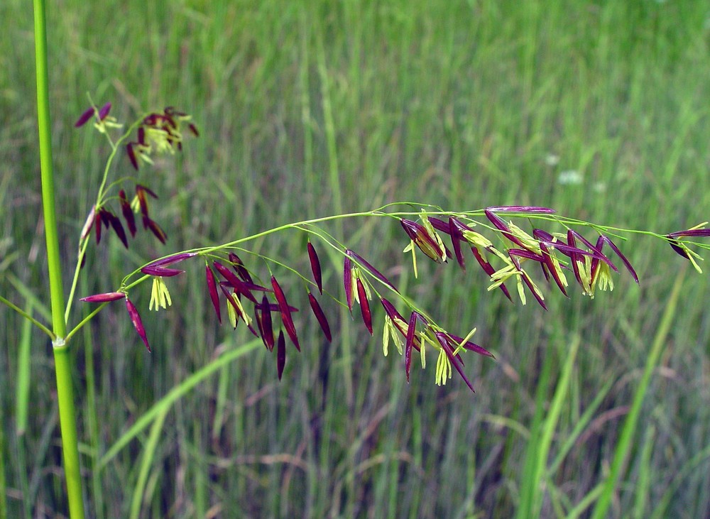 Colonial Rice Plant