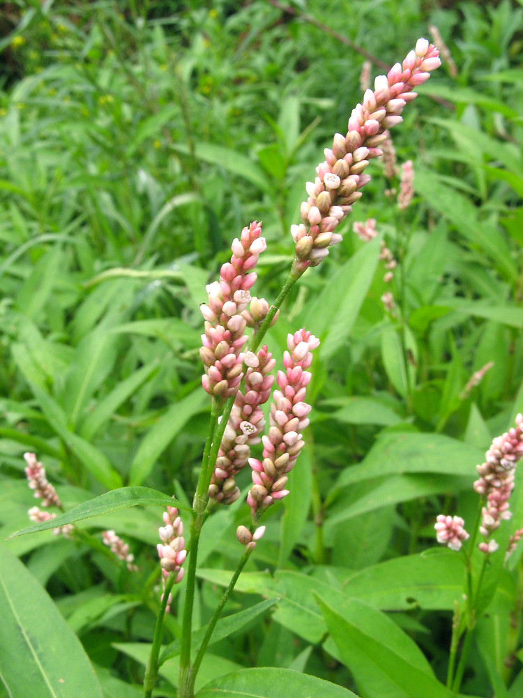 Persicaria maculosa (lady's-thumb smartweed): Go Botany