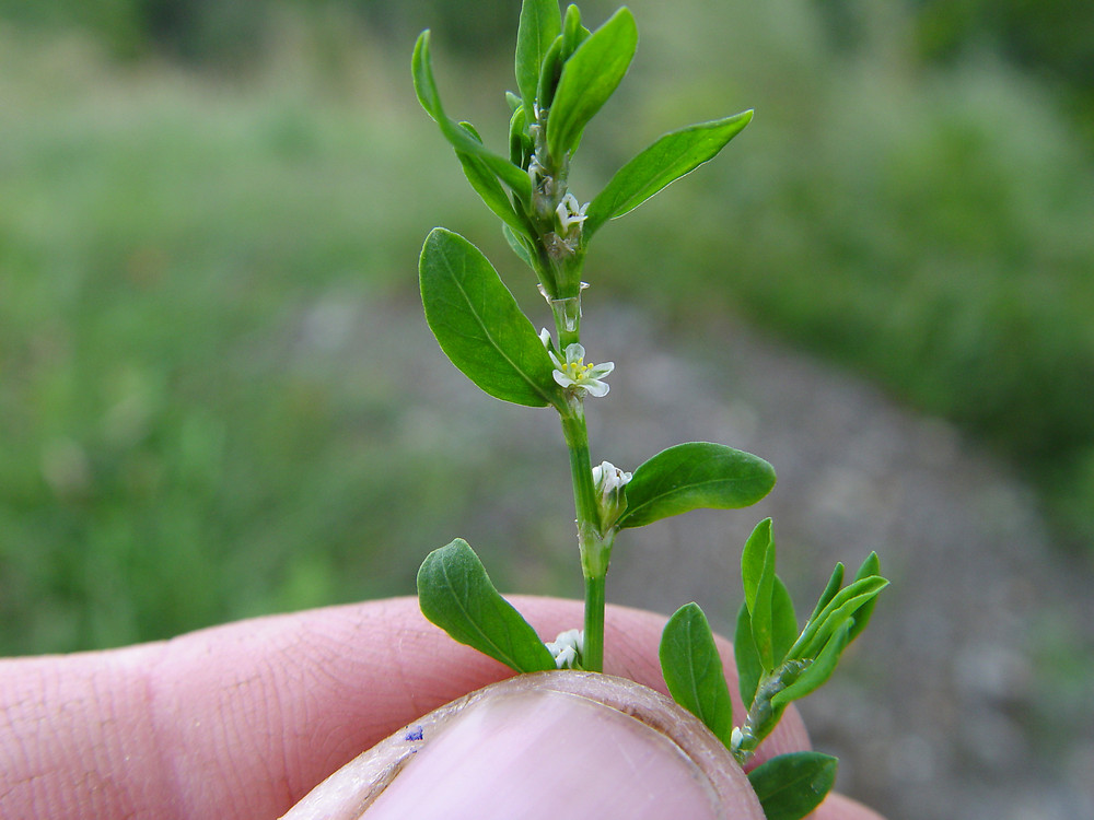 Polygonum Aviculare dooryard Knotweed Go Botany Polygonum Aviculare dooryard Knotweed Go Botany