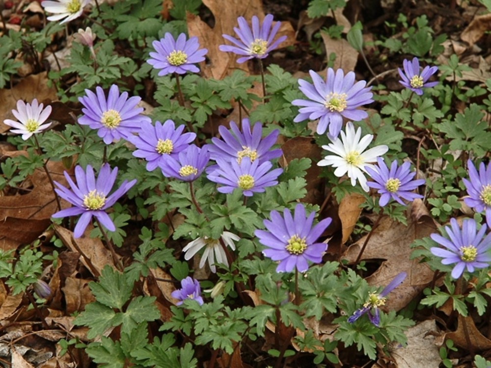 anemone blanca