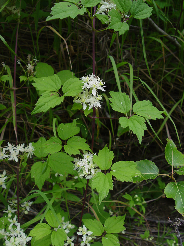 Clematis Virginiana Virginia Virgin S Bower Go Botany