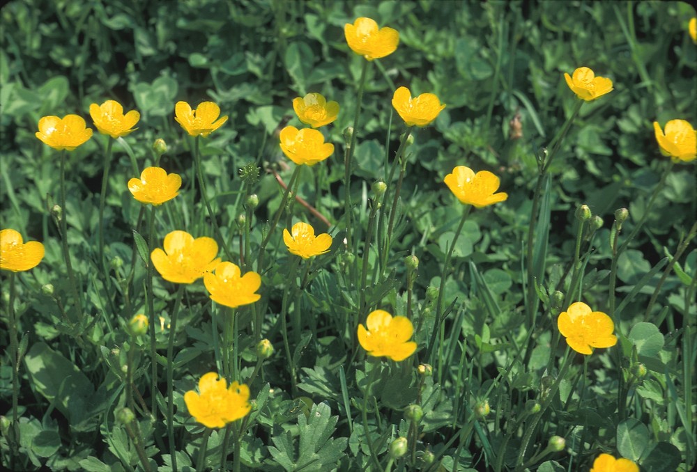 buttercup flower